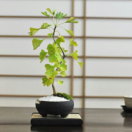 ミニイチョウ【盆栽 ミニ盆栽 bonsai ボンサイ ぼんさい 小品 誕生日 引越し祝昇進退職贈り物プレゼント】