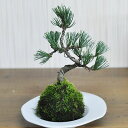 盆栽 松 五葉松 苔玉 ミニ盆栽 苔玉盆栽 苔盆栽 初心者 室内 鑑賞 卓上盆栽 プレゼント ギフト 贈り物 母の日 父の日 敬老の日 誕生日 お祝い 退職 開...