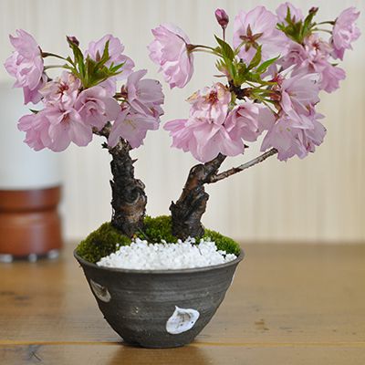 開花終了 桜 盆栽 2本立ち ミニ盆栽 ミニ桜 桜盆栽 初心者 室内 鑑賞 卓上盆栽 一才桜 旭山桜 bonsai ボンサイ ぼんさい 誕生日 父の日 お祝い 退職 開店祝い 周年 結婚 卒業 入学 新築 改装 移転 送別 昇進 長寿祝い 両親 夫婦 バレンタインデー