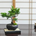 盆栽 真柏 ミニ真柏 ミニ盆栽 初心者 室内鑑賞 ミニ 松柏 趣味 bonsai ぼんさい しんぱく 初心者 入門 プレゼント ギフト 贈答品 贈り物 誕生日 長寿祝い 母の日 父の日 敬老の日 定年 退職 賀寿祝い 記念日 御礼 お祝い 内祝い ラッピング メッセージカード