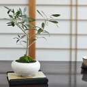 盆栽 オリーブ ミニ盆栽 bonsai ぼんさい おりーぶ 初心者 入門 ギフト ラッピング 人気 初心者 bonsai ボンサイ 趣味 和 日本 伝統 文化 ...