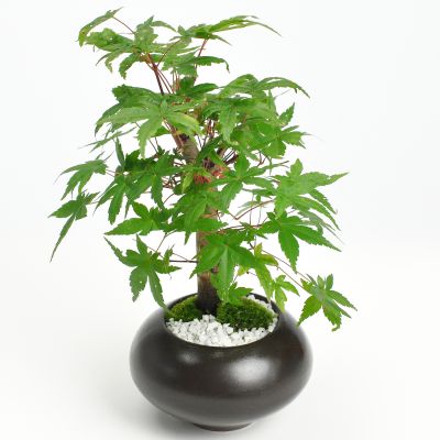 盆栽 もみじ 出猩々もみじ モミジ 紅葉 ミニ盆栽 もみじ盆栽 bonsai 初心者 室内 鑑賞 卓上盆栽 プレゼント ギフト 誕生日 お祝い 退職 開店祝い 周年 結婚 卒業 入学 引越 新築 改装 移転 送別 昇進 長寿祝い 母の日 父の日 敬老の日 両親 夫婦