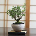 盆栽 白丁花 ハクチョウゲ 白丁木 白鳥花 ミニ盆栽 ミニ 初心者 室内 プレゼント ギフト 贈り物 贈答品 誕生日 お祝い退職 開店祝い 周年 移転 送別 昇...