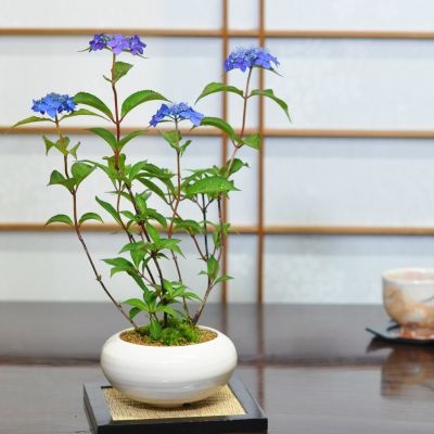 ミニ盆栽 山あじさい 藍姫 白丸和鉢 紫陽花のミニ盆栽 あじさい 園芸で人気の花が盆栽で登場 ミニミニ盆栽 趣味 肥料付き 室内 鑑賞 ギフト贈り物 プレゼント お祝い 誕生日 長寿祝い 還暦 古希 喜寿 傘寿 退職 送別 開店　結婚 結婚記念日