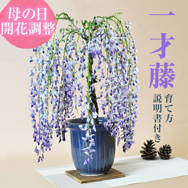 【5月に咲く藤 開花調整】 鉢植え 盆栽ギフト 鉢植えギフト ギフトラ...