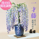 母の日 盆栽 藤 一才藤 5月開花 遅咲き 母の日 藤盆栽