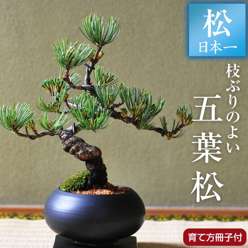 伝統産地四国の松盆栽 卓上盆栽 鉢植え ボンサイ bonsai ギフト 贈り...