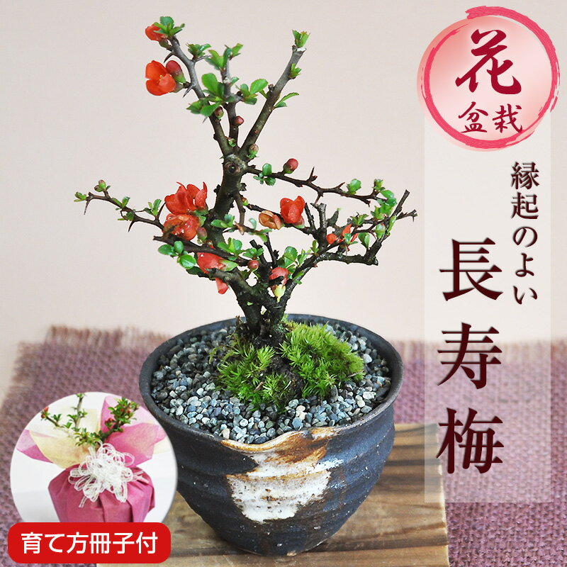 盆栽 特選：三河黒松*　現品 くろまつ　クロマツ　Kuromatsu bonsai 中品盆栽