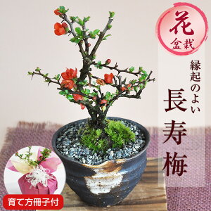 【敬老の日】盆栽をプレゼント！室内で楽しめるミニ盆栽など、おすすめを教えて！