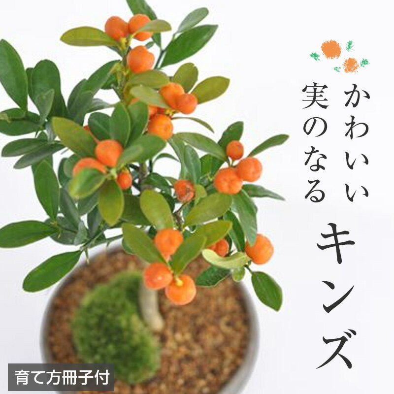 かわいい実 観葉植物 鉢植え 和 贈り物 育て方説明書付き 肥料付き 趣...