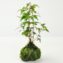 盆栽 もみじ 苔玉 モミジ 紅葉 山もみじ ミニ盆栽 初心者 室内 鑑賞 モミジ盆栽 贈り物 ギフト プレゼント ギフト盆栽 観葉植物 母の日 父の日 敬老の日...