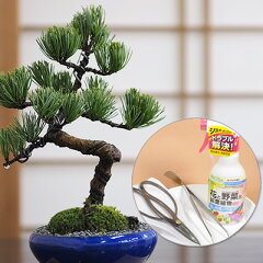 https://thumbnail.image.rakuten.co.jp/@0_mall/bonsai-myo/cabinet/product2023/m1688.jpg