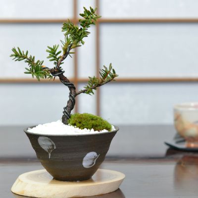 盆栽 イチイ 一位 松盆栽 松柏 ミニ盆栽 bonsai ぼんさい 初心者 室内鑑賞 入門 ギフト プレゼント 贈り物 ラッピン…