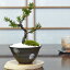 盆栽 イチイ 一位 松盆栽 松柏 ミニ盆栽 bonsai ぼんさい 初心者 室内鑑賞 入門 ギフト プレゼント 贈り物 ラッピング 誕生日 お祝い 長寿祝い 賀寿祝い 縁起 開店祝い 開業 オープン 就任 昇進 退職 学業成就 お祝い 試験 新築 引越