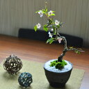 開花終了 盆栽 桜 ミニ桜 十月桜 ミニ盆栽 金彩鉢 桜のモダン盆栽 bonsai 室内鑑賞 初心者 趣味 盆栽入門 和風 和モダン 卓上盆栽 ギフト プレゼント 贈り物 父の日 誕生日 お祝い 退職 開店祝い 周年 結婚 入学 移転 送別 昇進