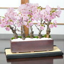 桜 盆栽 桜盆栽 桜街道 ミニ桜5本植え 万古焼 モダン長方鉢【受け皿付き】おしゃれ モダン 盆栽ギフト 室内 花見 初心者 贈り物 ギフト プレゼント 誕生日...