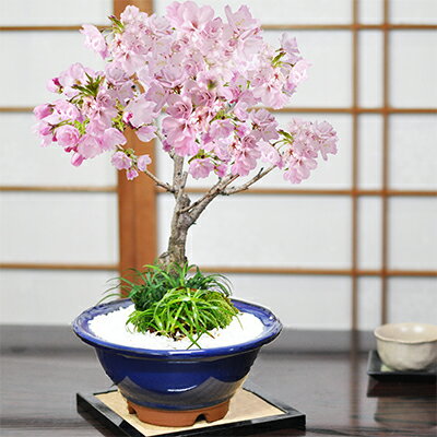 開花終了 桜 盆栽 大きめ旭山桜と玉竜の寄植え 生子すり鉢 自宅でお花見 花見 鉢植 盆栽ギフト 室内 花見 初心者 贈り物 ギフト プレゼント 誕生日 父の日 退職 開店祝い 結婚 卒業 入学 新築 改装 移転 送別 昇進 長寿祝い 年賀・正月 バレンタインデー