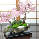 開花終了 桜 盆栽 桜盆栽 桜の豪華寄植え 落ち葉型 信楽焼