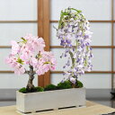 開花終了 桜 盆栽 藤 寄せ植え桜と藤のモダン寄せ植え 受け皿付き 桜盆栽 藤盆栽 ミニ桜 ミニ藤 初心者 趣味 室内 鑑賞 卓上盆栽 モダン L 鉢植え 鉢花 誕生日 退職 開店祝い 結婚 卒業 入学 新築 改装 移転 送別 昇進 長寿祝い