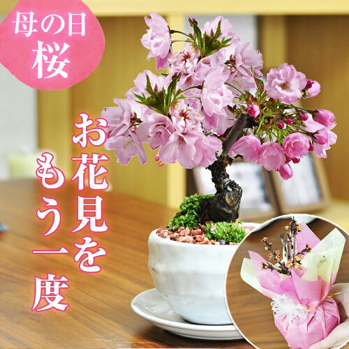 開花調整をして5月に開花 自宅でお花見できる桜のミニ盆栽です 盆栽の...