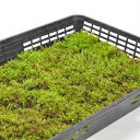 苔 コツボゴケ 大トレー 小壺苔 こつぼごけ 苔玉 苔テラリウム 苔盆栽 コケリウム 植物 ビオトープ 庭園 キット 栽培 初心者 moss モス おすすめ インテリア 苔庭 苔リウム 専門店 緑化 庭 グランドカバー 流木 アート 人