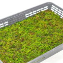 苔 シノブゴケ 大トレー 忍苔 しのぶごけ 苔玉 苔テラリウム 苔盆栽 コケリウム 植物 ビオトープ 庭園 キット 栽培 初心者 moss モス おすすめ インテリア 苔庭 苔リウム 専門店 緑化 庭 グランドカバー 流木 アート 人気
