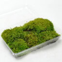 苔 タマゴケ パック 玉苔 たまごけ 苔玉 苔テラリウム 苔盆栽 コケリウム 植物 ビオトープ 庭園 キット 栽培 初心者 moss モス おすすめ インテリア...
