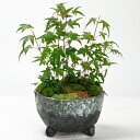 盆栽 もみじとバイカオウレンの苔庭 紅葉 ボンサイ ボンサイ bonsai ギフト プレゼント 贈り物 お祝い 誕生日 記念日 長寿祝い 父の日