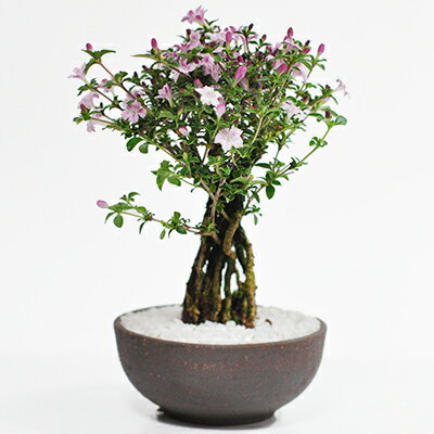 盆栽 花 鉢植え ボンサイ bonsai プレゼント ギフト 贈り物 贈答品 ギ...