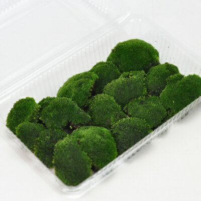 苔 ビロードゴケ パック ビロード苔 苔玉 苔テラリウム 苔盆栽 コケリウム 植物 ビオトープ 庭園 キット 栽培 初心者 moss モス おすすめ インテリア 苔庭 苔リウム 専門店 緑化 庭 グランドカバー 流木 アート 人気 栽培