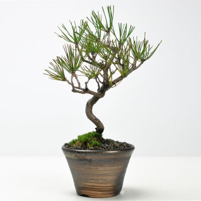 ߺ ߥߺ ־ ե ץ쥼 åԥ £ʪ ˤ Źˤ    Ϸ 鿴 ӥʡ ܤ󤵤 ܥ󥵥 bonsai ߺ̯ 