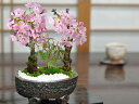 盆栽 桜 もみじ 桜ともみじの寄植え 6号 信楽焼作家鉢 ミニ盆栽 bonsai おしゃれ 初心者 室内 鑑賞 父の日 ミニ桜 ミニ山もみじ 旭山桜 一才桜 ミ...