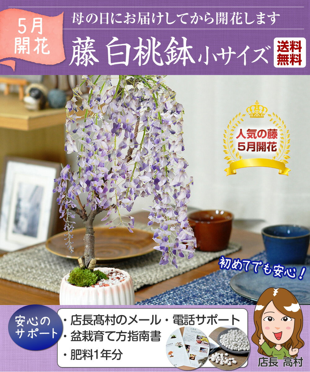 まだ間に合う母の日 藤 開花調整 5月に咲く藤 小サイズ 白桃モダン鉢 鉢植え 鉢花 まだ間に合う母の日ギフト プレゼント 贈り物 野田藤 一才藤 盆栽ギフト 花盆栽 藤盆栽 2