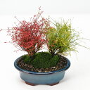 盆栽 ミニ盆栽 錦糸南天 寄植え 南天 ナンテン 紅白 ミニ盆栽 鉢植え ギフト プレゼント 父の日