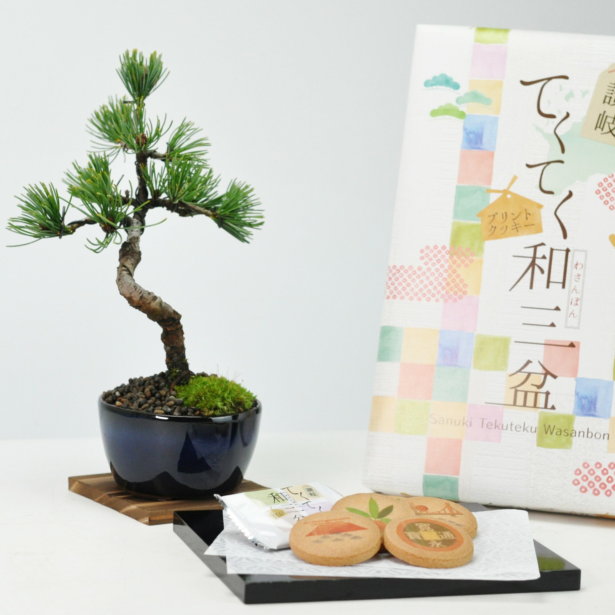 盆栽 ミニ盆栽 和三盆クッキーとミニ五葉松 丸小鉢 ギフト ギフト プレゼント 鉢植え スイーツ 焼き菓子 bonsai 父の日