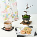 盆栽 ミニ盆栽 和三盆クッキーとミニ長寿梅 信楽焼つぼ鉢 ギフト ギフト プレゼント 鉢植え スイーツ 焼き菓子 bonsai 父の日