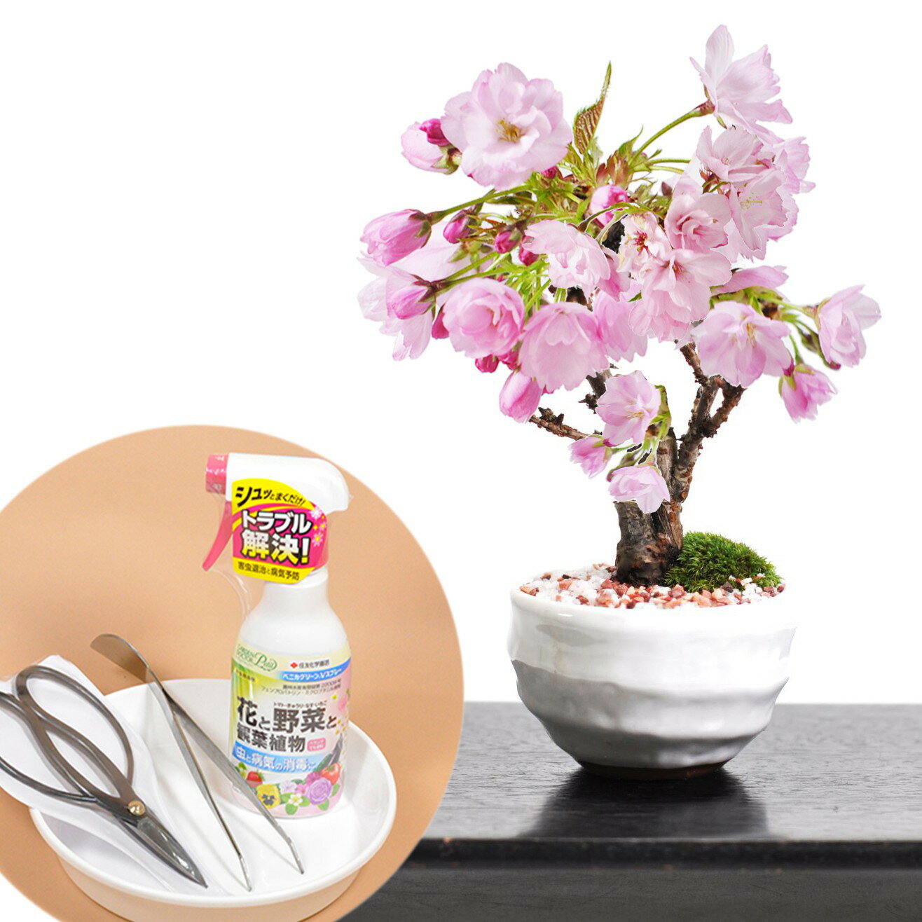 遅れてごめんね母の日 開花調整5月に咲くミニ桜(受け皿付き)とはじめての道具セット 桜盆栽 ミニ盆栽 花盆栽 鉢植え 花鉢 盆栽 ギフト プレゼント 贈り物 初心者 趣味 はさみ 薬剤 ピンセット園芸トレー 初心者セット