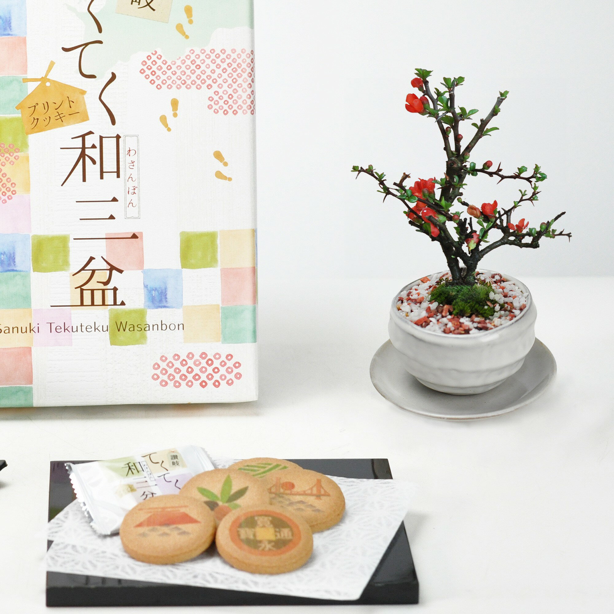 盆栽 ミニ長寿梅白波和鉢(受け皿付き)と和三盆クッキーセット ミニ盆栽 ギフト プレゼント 贈り物 鉢植え 鉢花 スイーツ 焼き菓子 bonsai
