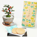 【まだ間に合う 母の日】盆栽 長寿梅白掛祝い鉢(受け皿付き)と和三盆ゴーフレットセット ミニ盆栽 ギフト プレゼント 贈り物 鉢植え 鉢花 スイーツ 焼き菓子 ...