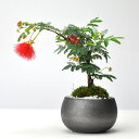 盆栽 ねむの木 ネムノキ ミニ盆栽 合歓木 鉢植え 園芸 植物愛好家 自然美 ミニチュア風景 プレゼント ギフト 贈り物 母の日 父の日 敬老の日 誕生日 長寿...