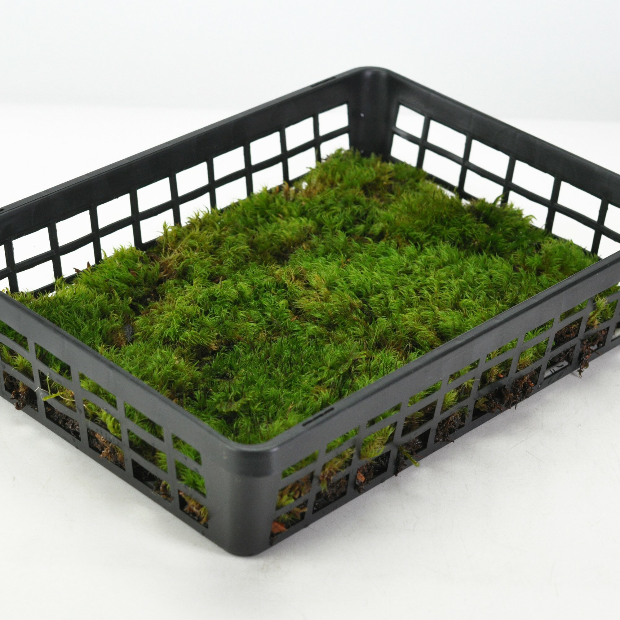 苔 髢苔(カモジゴケ)小トレー 苔 コケ 苔テラリウム テラリウム 苔リウム
