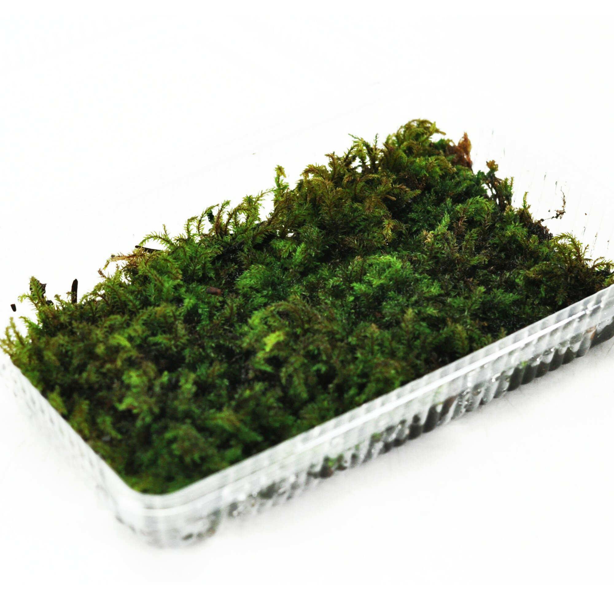 苔 ヒツジゴケ ひつじ苔パック ひつじごけ 苔玉 苔テラリウム 苔盆栽 コケリウム 植物 ビオトープ 庭園..