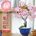 【開花終了】桜 盆栽 桜 ミニ盆栽 万古焼生子花型鉢 桜盆栽 八重桜 ミニ 旭山桜 一才桜 初心者 インテリア モダン 室内 デスク 卓上 誕生日 お祝い 退職...