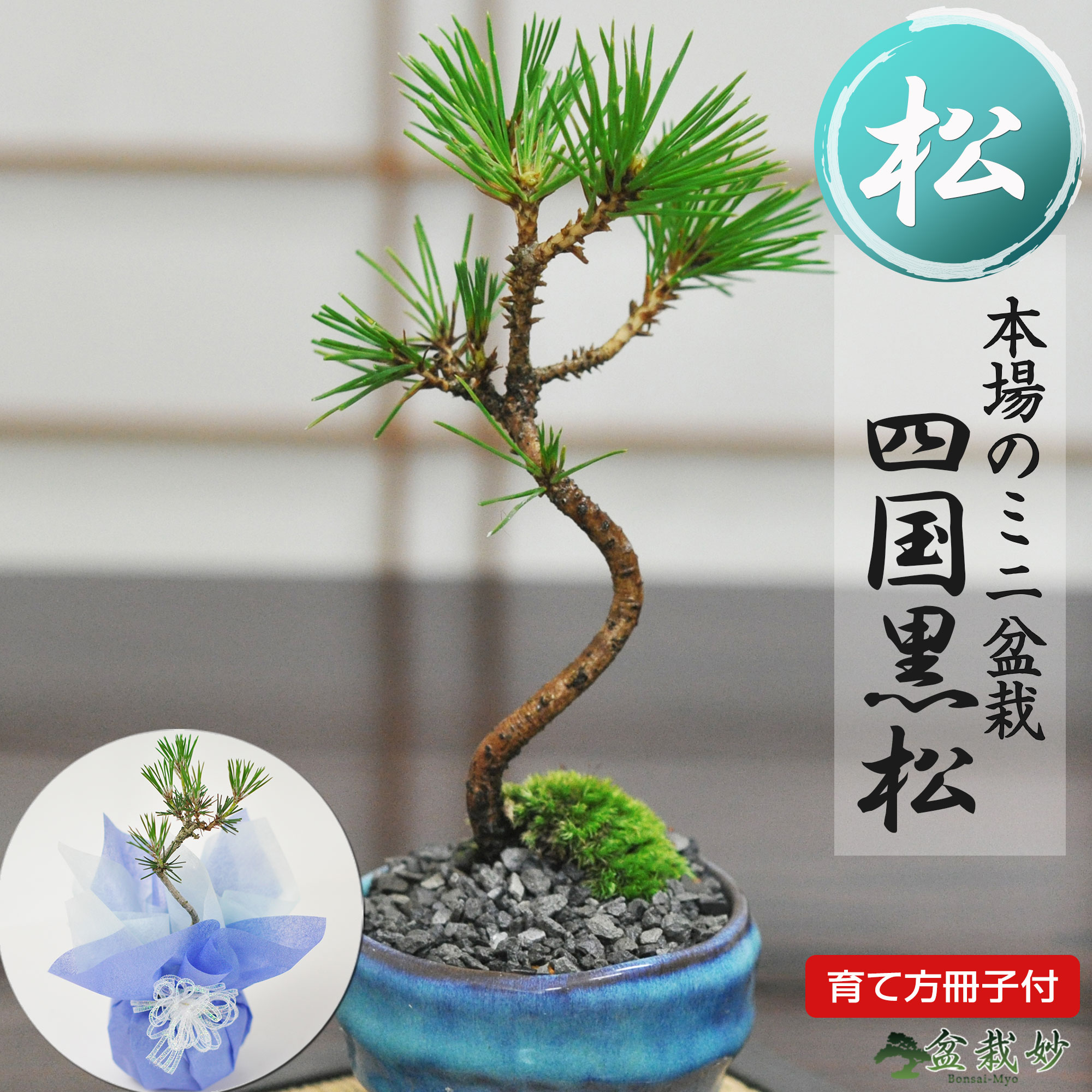 楽天市場】開店祝い 観葉植物(種類(植物)クロマツ(黒松 楽天市場】開店祝い 観葉植物(種類(植物)クロマツ(黒松