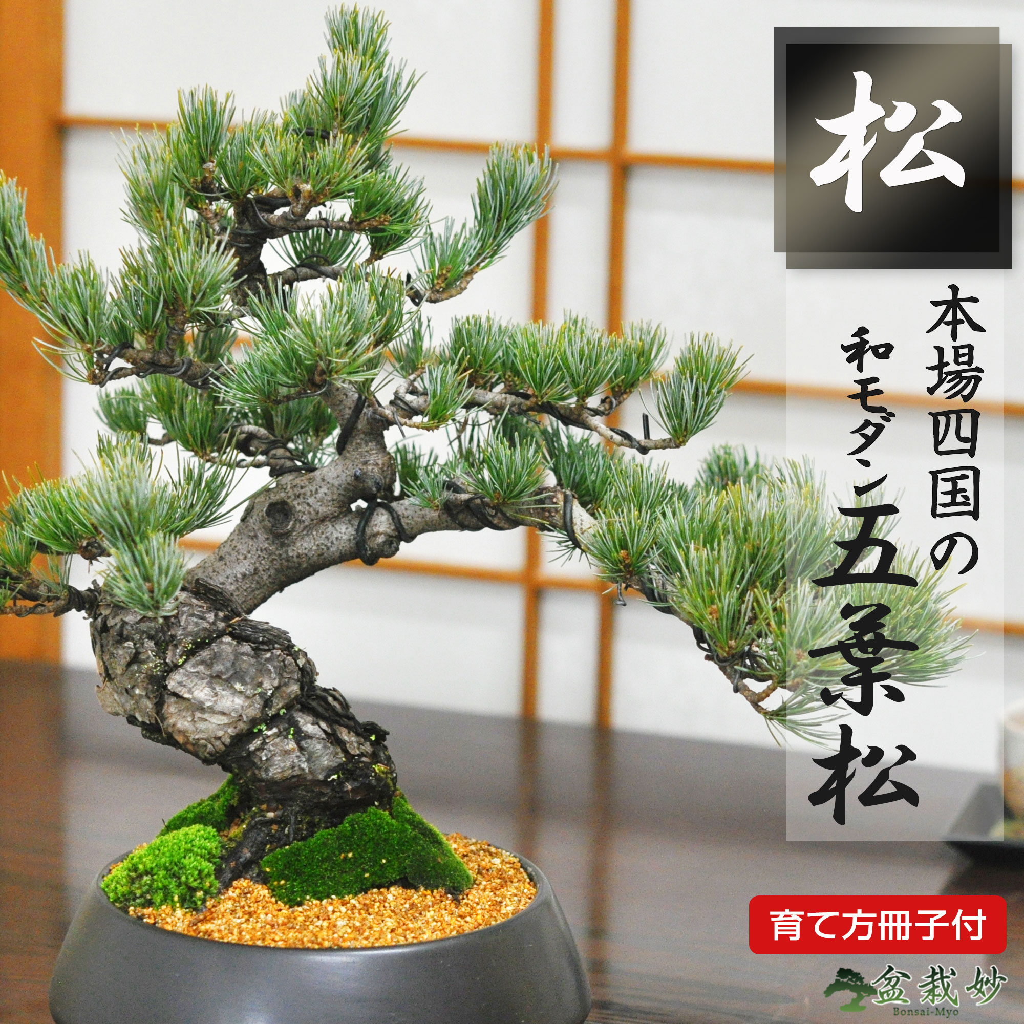 楽天市場】ヤシの木 インテリア(盆栽|花・観葉植物):花 楽天市場】ヤシの木 インテリア(盆栽|花・観葉植物):花