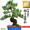 盆栽 松 五葉松 至高の盆栽 本場四国産 ブランド 高級 プレゼント 60代 志向 本物 職人仕立て 趣味 プレゼント ギフト 贈り物 贈答品 誕生日 お祝い退...