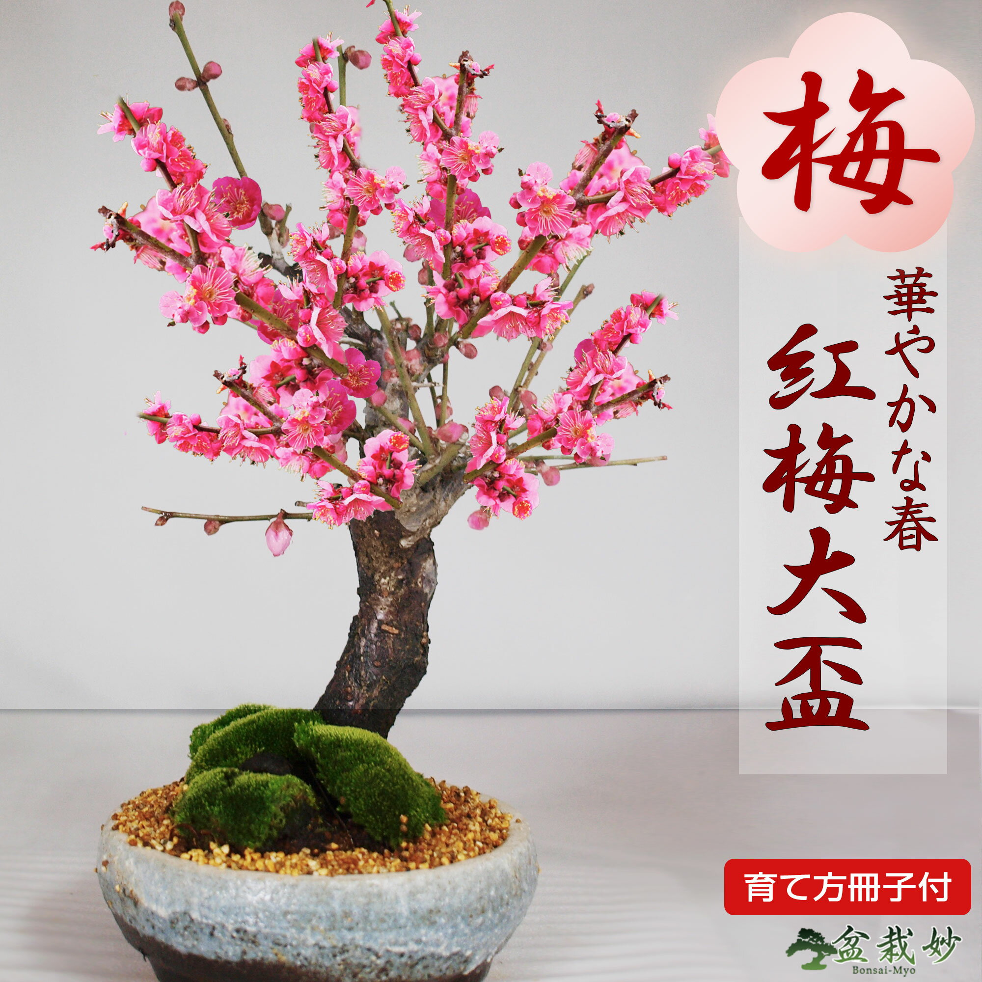 盆栽 梅 紅梅 大盃 信楽鉄鉢 ミニ盆栽 小品盆栽 梅盆栽 梅の盆栽 花もの 初心者 趣味 入門 育て方説明書付き 肥料付き 卓上盆栽 室内 鑑賞 ギフトプレゼント 贈り物 贈答品 贈答 誕生日