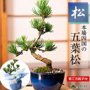 遅れてごめんね父の日 盆栽 松 五葉松 樹齢5年 ミニ盆栽 初心者 インテリア 室内 デスク 卓上 誕生日 お祝い 退職 開店祝い 周年 結婚 卒業 入学 引越...