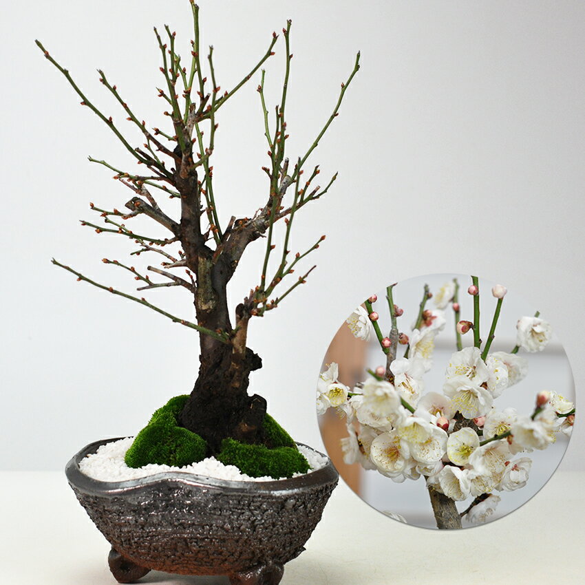 盆栽 野梅 白梅 梅 やばい ギフト プレゼント ラッピング 贈り物 誕生日 記念日 長寿 お正月 開店祝い ..