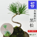ミニ黒松の苔玉 盆栽 ギフト プレゼント ミニ盆栽 贈り物 誕生日 お祝い 退職 開店祝い 周年 結婚 結婚記念日 引越 新築 改装 移転 送別 昇進 長寿祝い